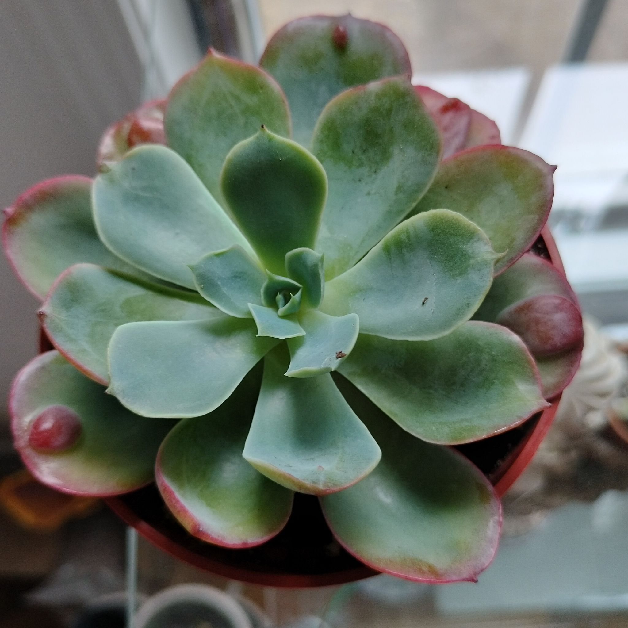 Raindrops Echeveria plant in a pot with green leaves and red edges.