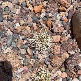 Photo of the plant species Cottontop Cactus by @AdonicRedsage named Wall-E on Greg, the plant care app