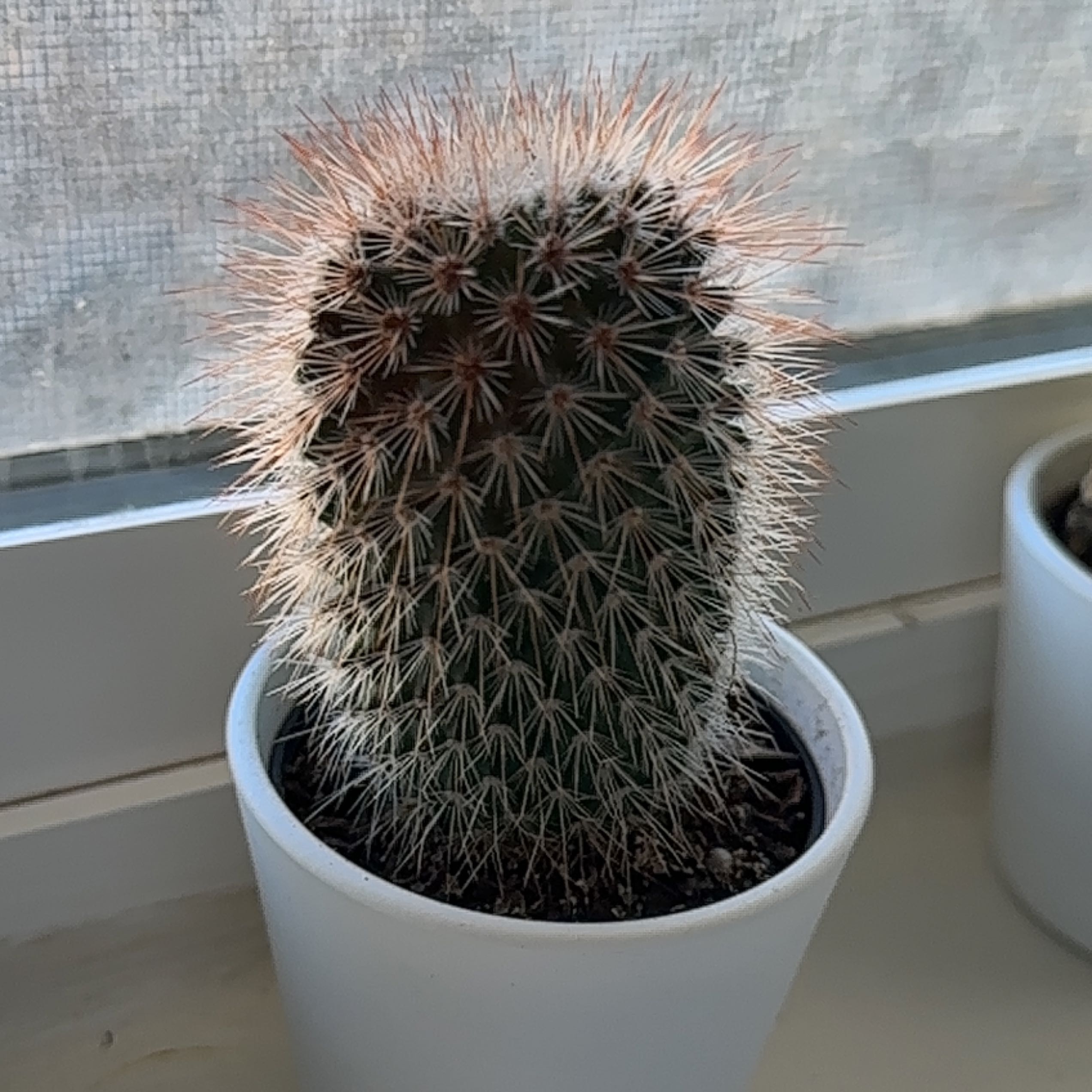 Texas Rainbow Cactus in a white pot on a windowsill, appears healthy.