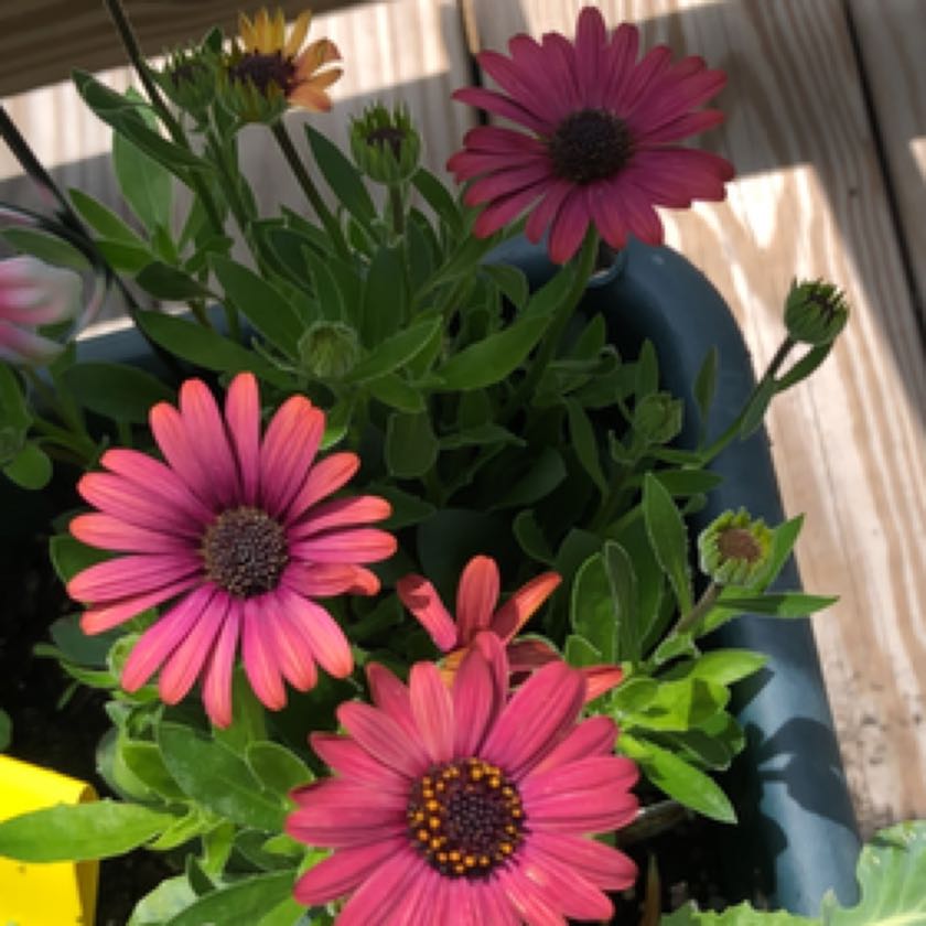 Photo of the plant species Osteospermum 'Akila Grand Canyon Mix' by @woeful.willows named Cosette on Greg, the plant care app