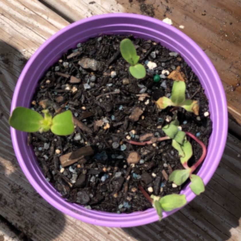 Photo of the plant species Sunflower by @woeful.willows named Sunflower Forest on Greg, the plant care app
