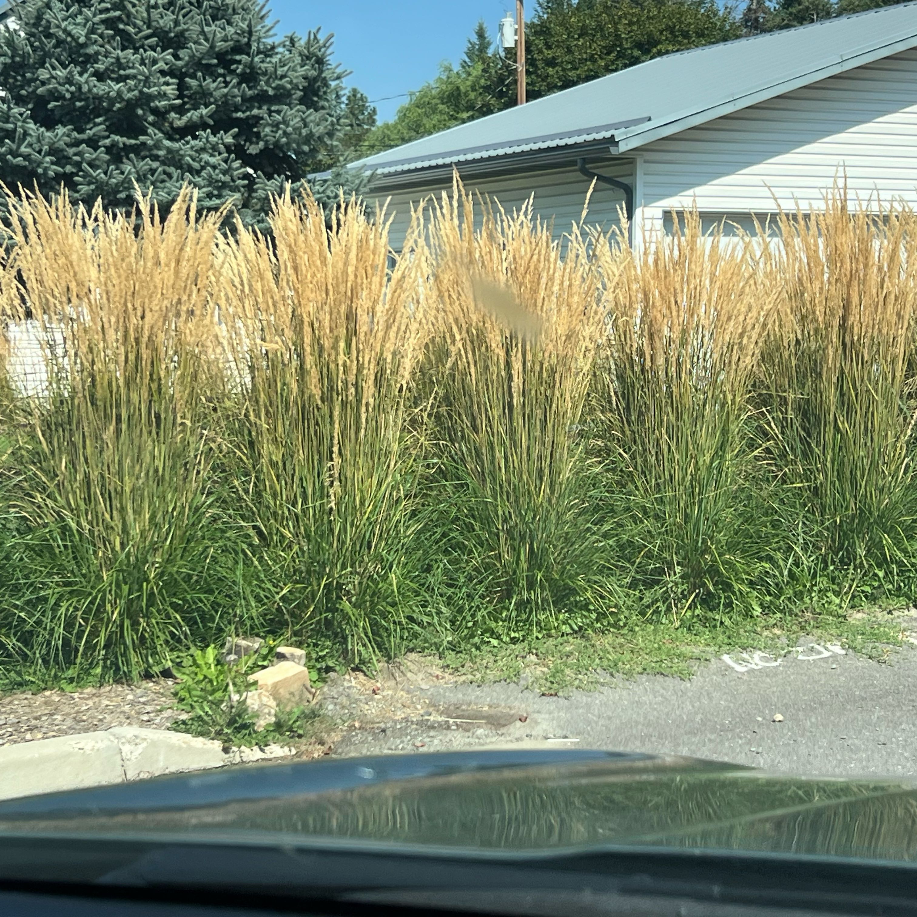 Photo of the plant species Feather Reed Grass 'Karl Foerster' by @CMEintheWoods named Gates on Greg, the plant care app