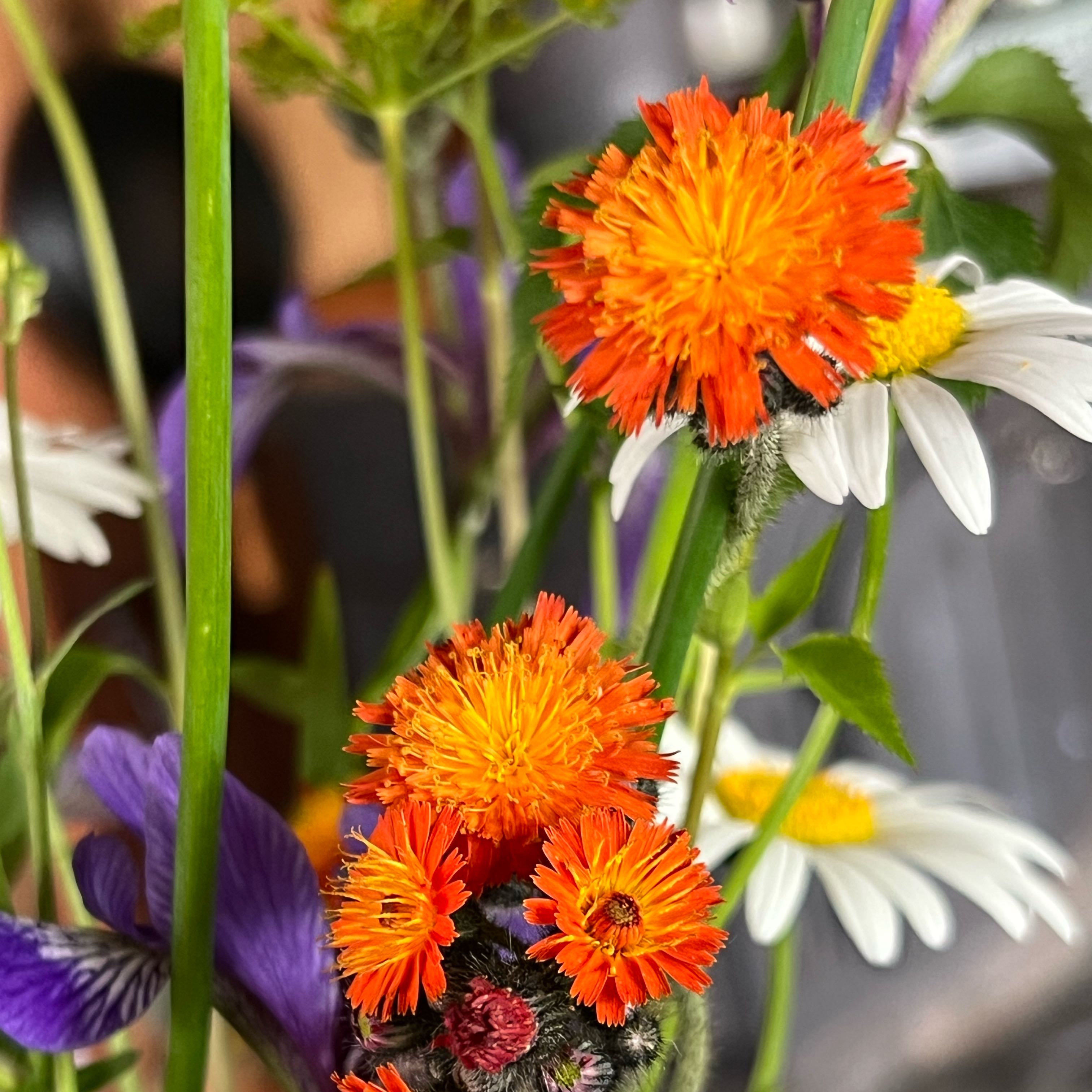Photo of the plant species Orange Hawkweed by @CMEintheWoods named Anne on Greg, the plant care app