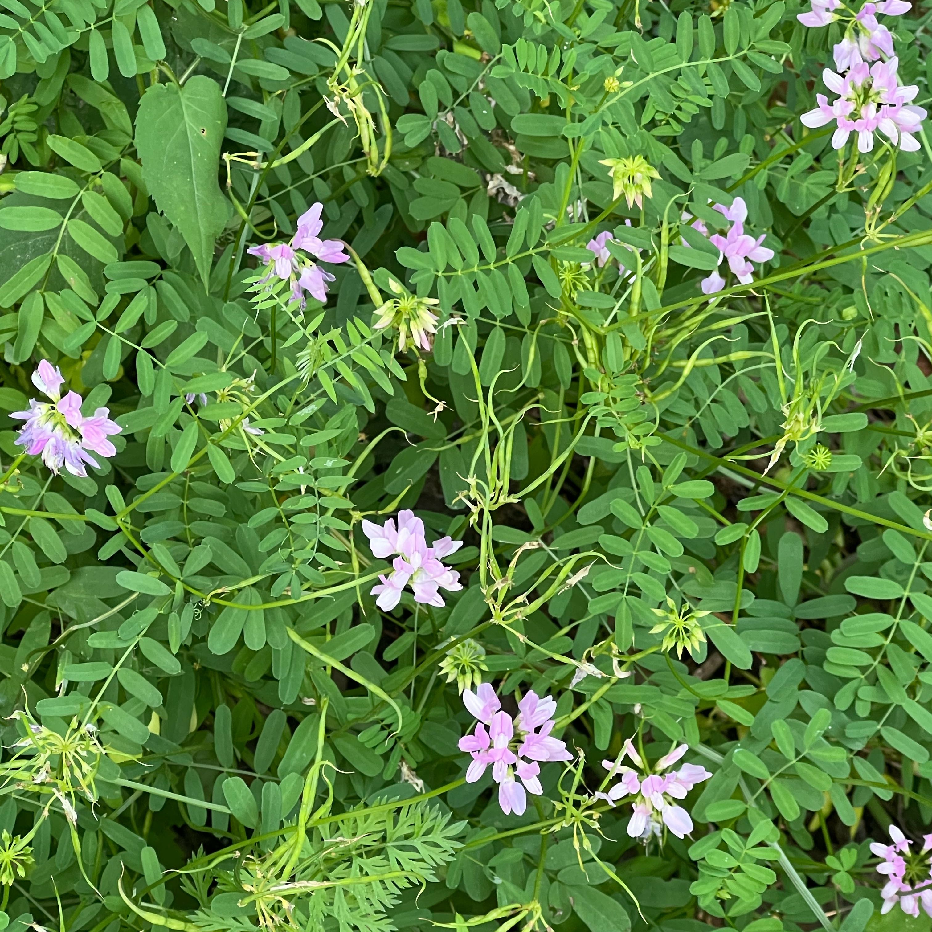Photo of the plant species Coronilla Varia by @CMEintheWoods named Bodhi on Greg, the plant care app