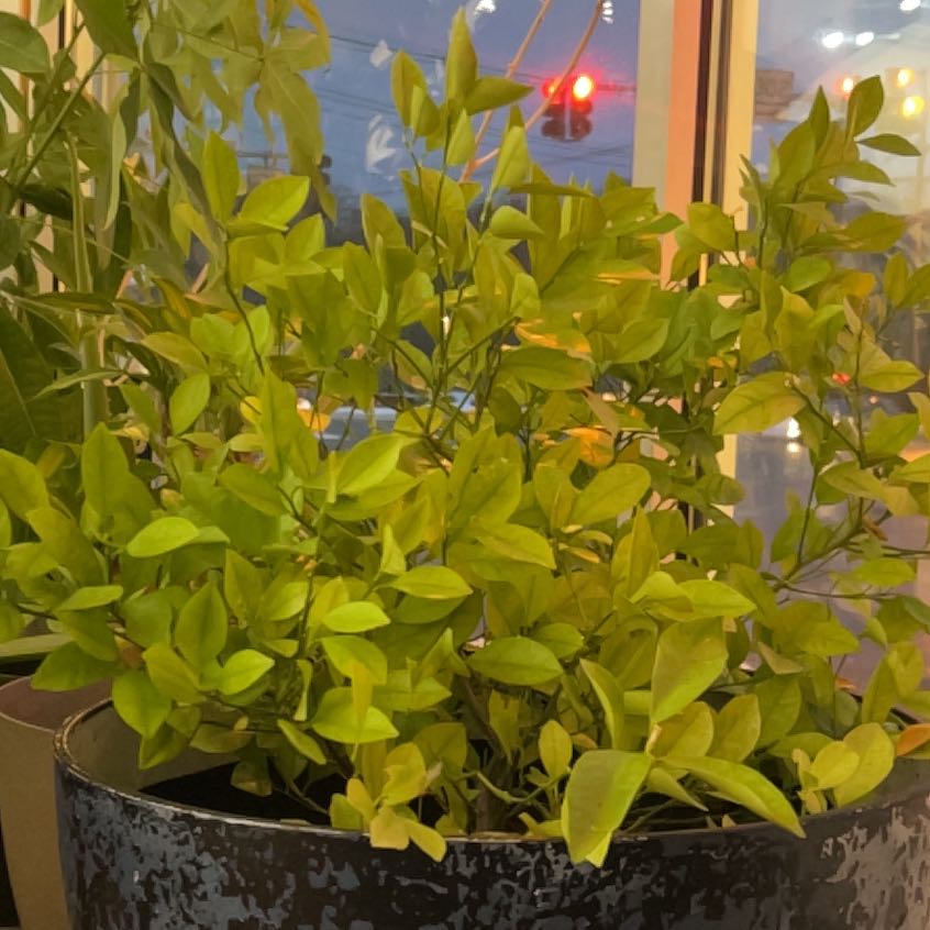 Photo of the plant species Sacred Bamboo by @CMEintheWoods named Mollie on Greg, the plant care app