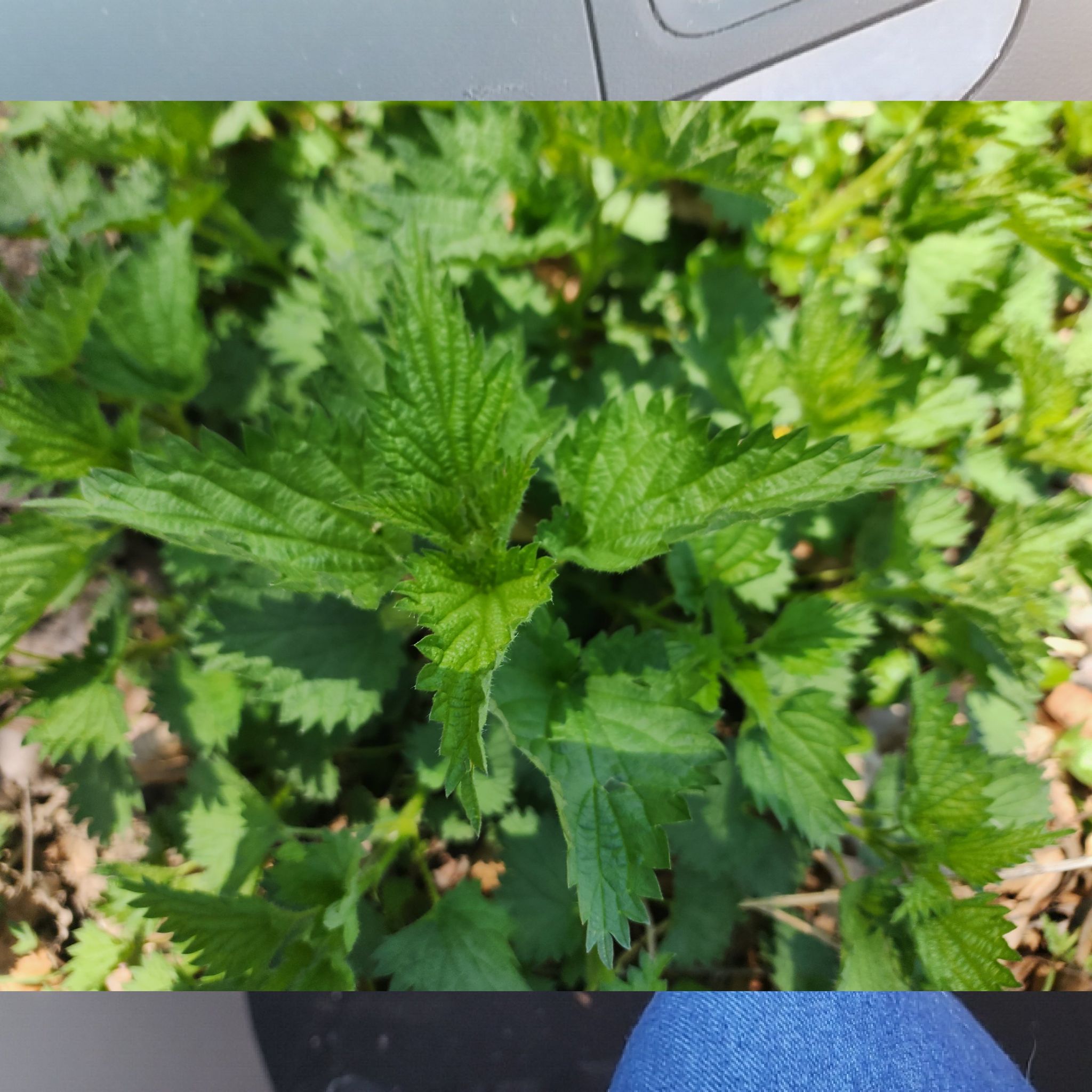 Image of a healthy Hoary Stinging Nettle with serrated green leaves.