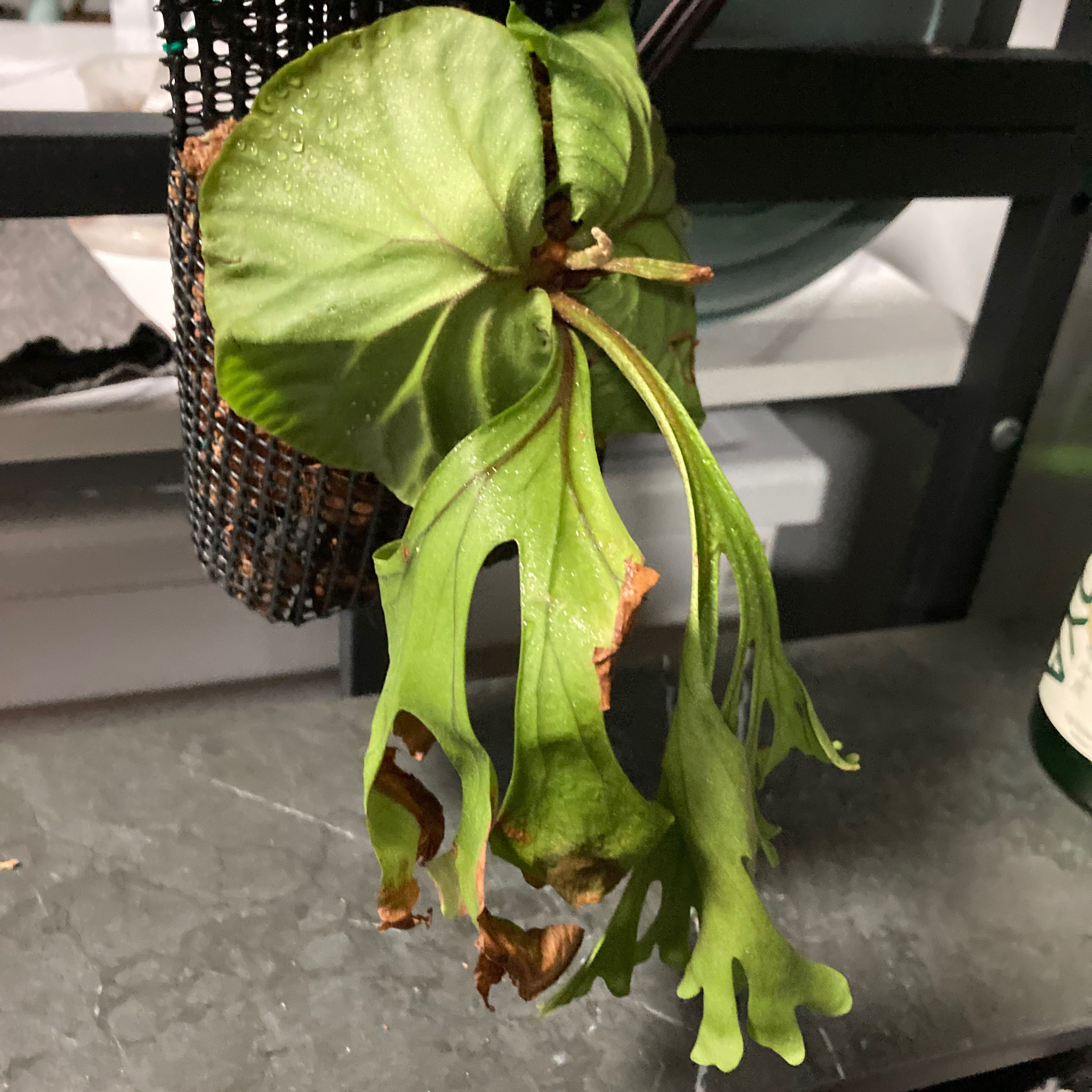 Photo of the plant species Ridley's Staghorn Fern by @RousingSedum named Winston on Greg, the plant care app