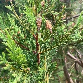 Photo of the plant species Southern White Cedar by @SwellFern named Ronaldo on Greg, the plant care app