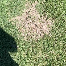 Photo of the plant species Bermuda Grass by @SwellFern named Wall-E on Greg, the plant care app