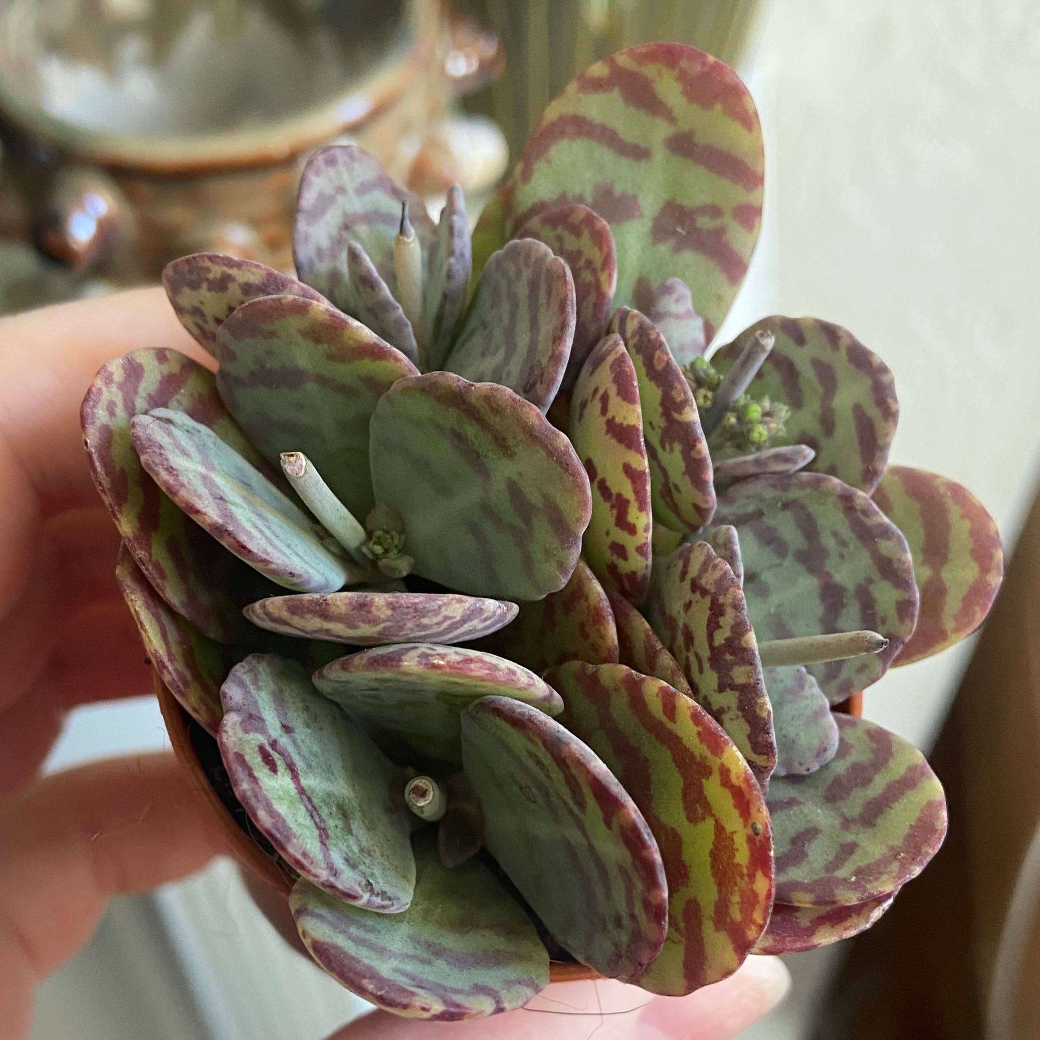 Kalanchoe humilis plant with patterned leaves held by a hand.