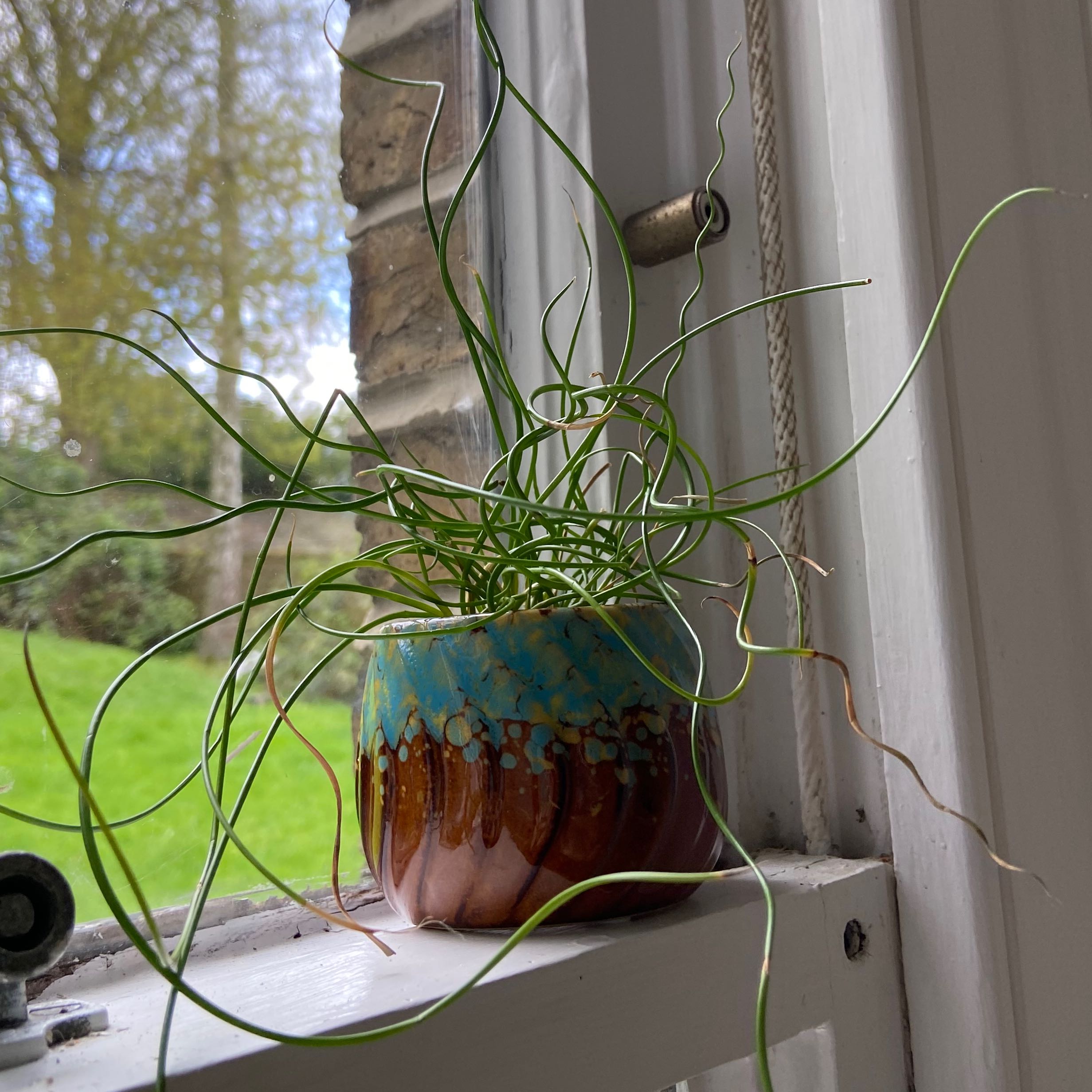 Why Are There Black Spots on My Corkscrew Rush Leaves?