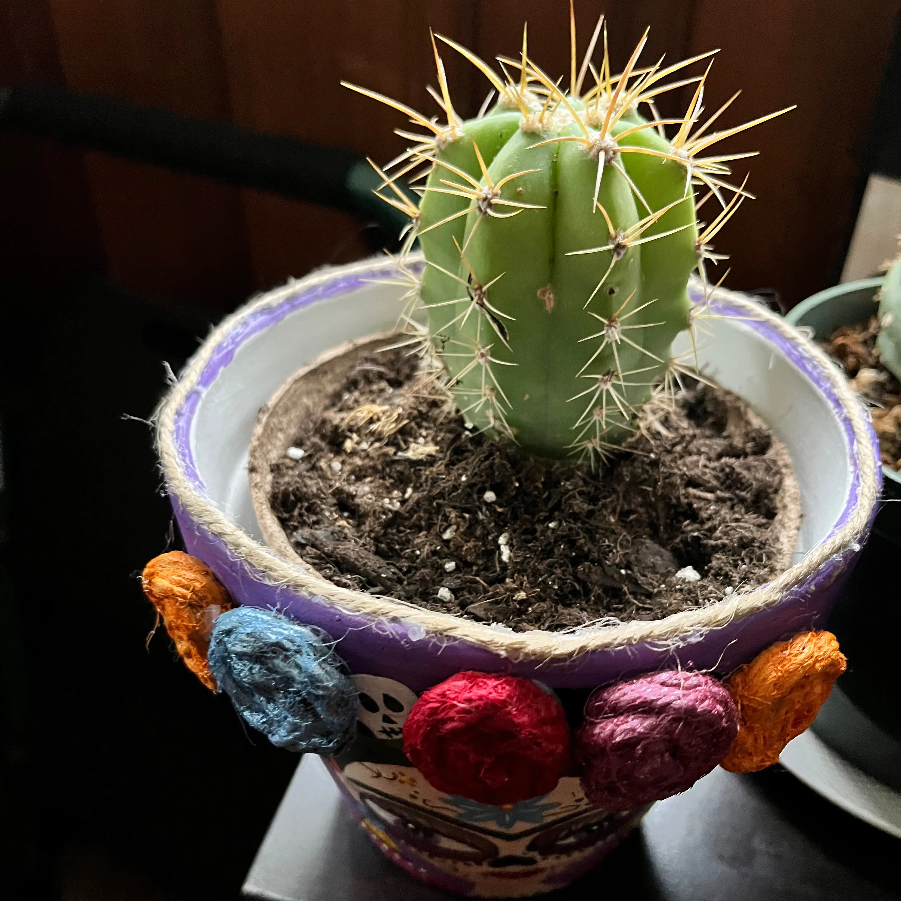 Photo of the plant species Argentine Saguaro by @PropitiousOmnom named Roranoa Zorro on Greg, the plant care app
