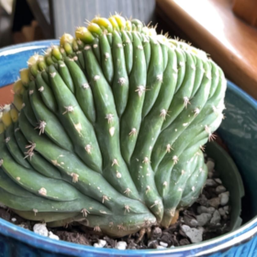 Plant care for Cereus on Greg, the plant care app