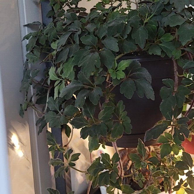 Photo of the plant species Purple Plush by @ForeverRedbetel named Foxxy on Greg, the plant care app