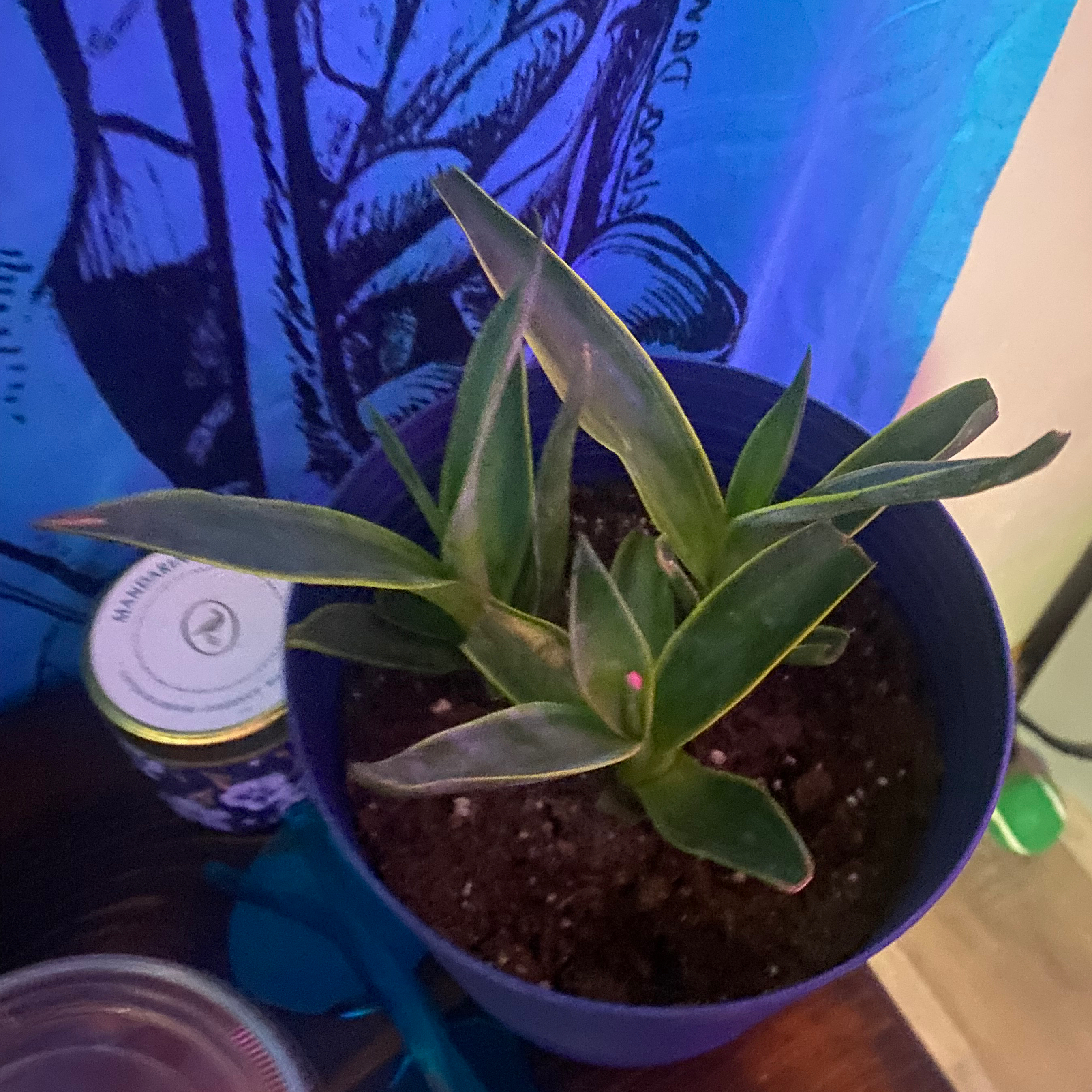 Potted Agave desmettiana 'Variegata' plant with variegated leaves in a blue pot.