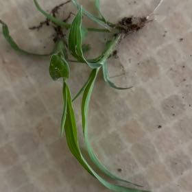 Photo of the plant species Yellow Salsify by @FamedMoonwort named Foxxy on Greg, the plant care app