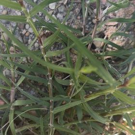 Photo of the plant species Bermuda Grass by @FamedMoonwort named Gates on Greg, the plant care app