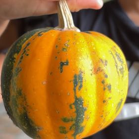 Photo of the plant species Melon by @FamedMoonwort named Peter Parker on Greg, the plant care app