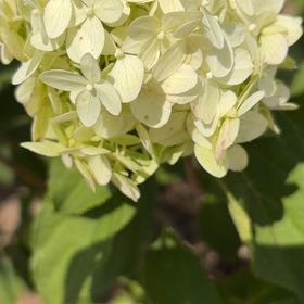 Photo of the plant species Panicle Hydrangea by @FamedMoonwort named Lola on Greg, the plant care app