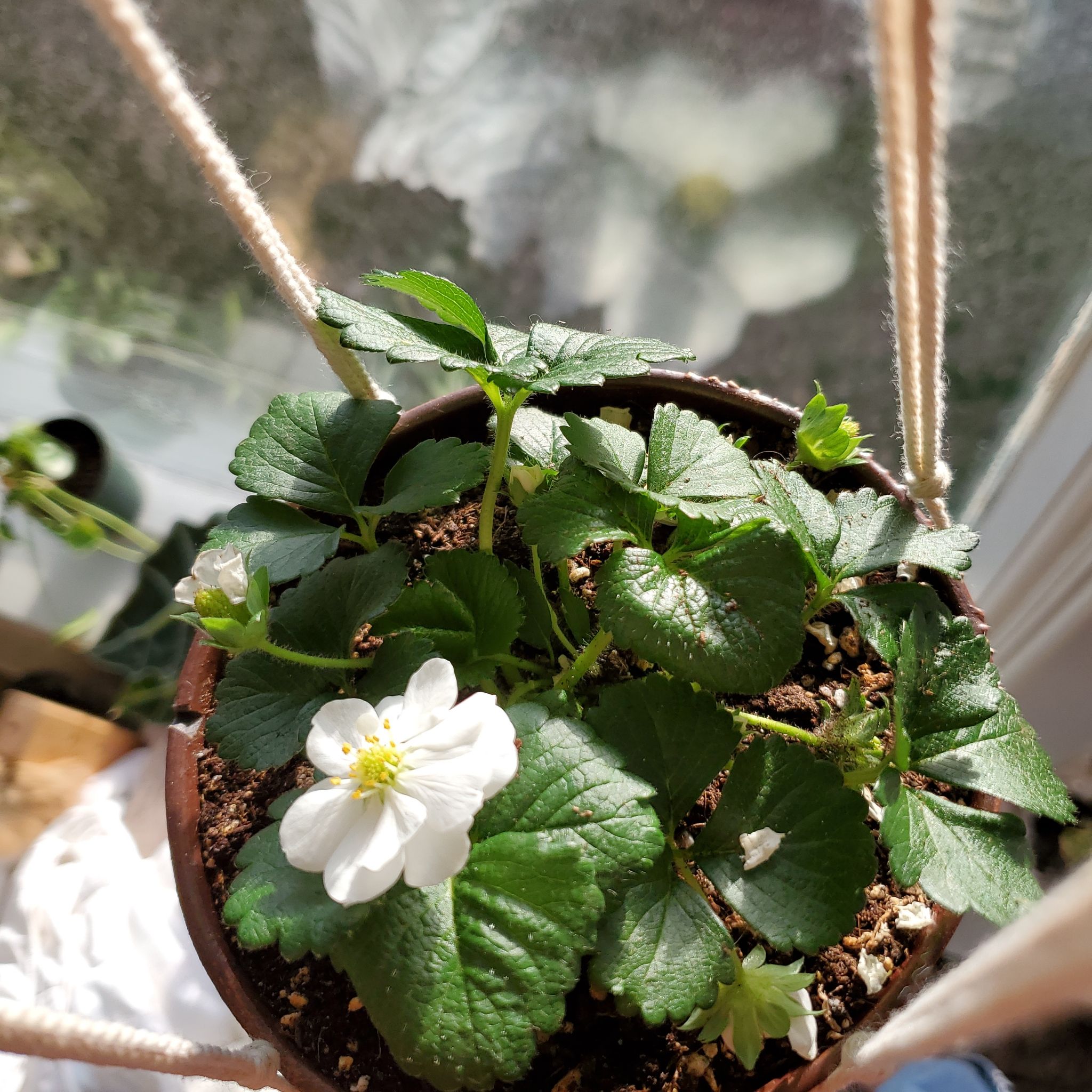 Beach Strawberry plant in a pot with green leaves and a white flower.