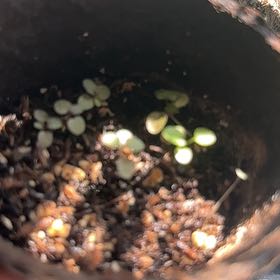 Plant care for Aquatic Triggerplant on Greg, the plant care app