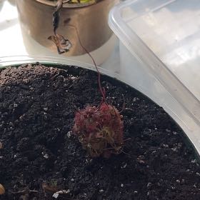 Photo of the plant species Tokaiensis Sundew by @DeluxeBlackpine named Kendall on Greg, the plant care app