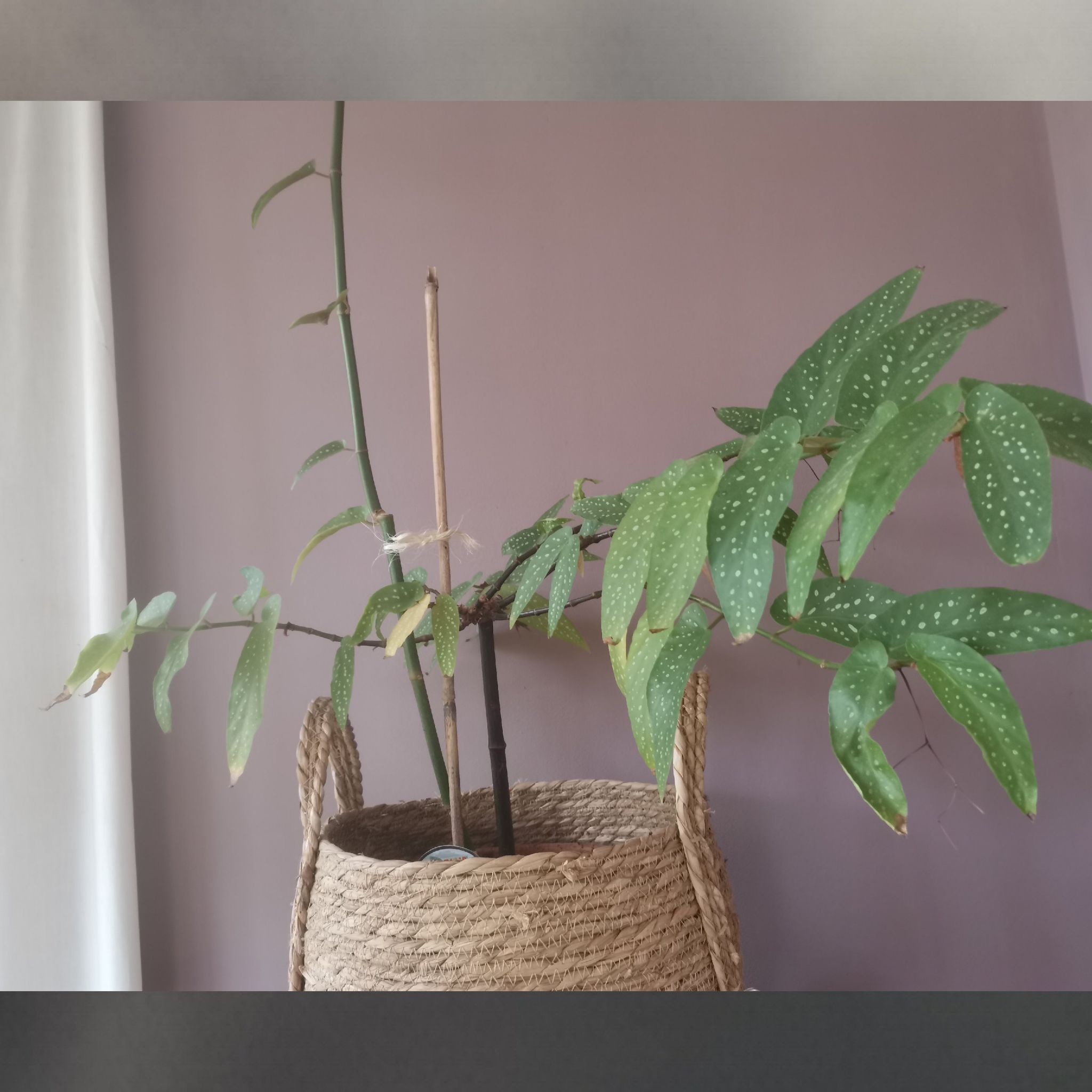 Photo of the plant species Begonia albopicta 'Rosea' by @ChirpyJellypalm named Begonia albopicta rosea on Greg, the plant care app