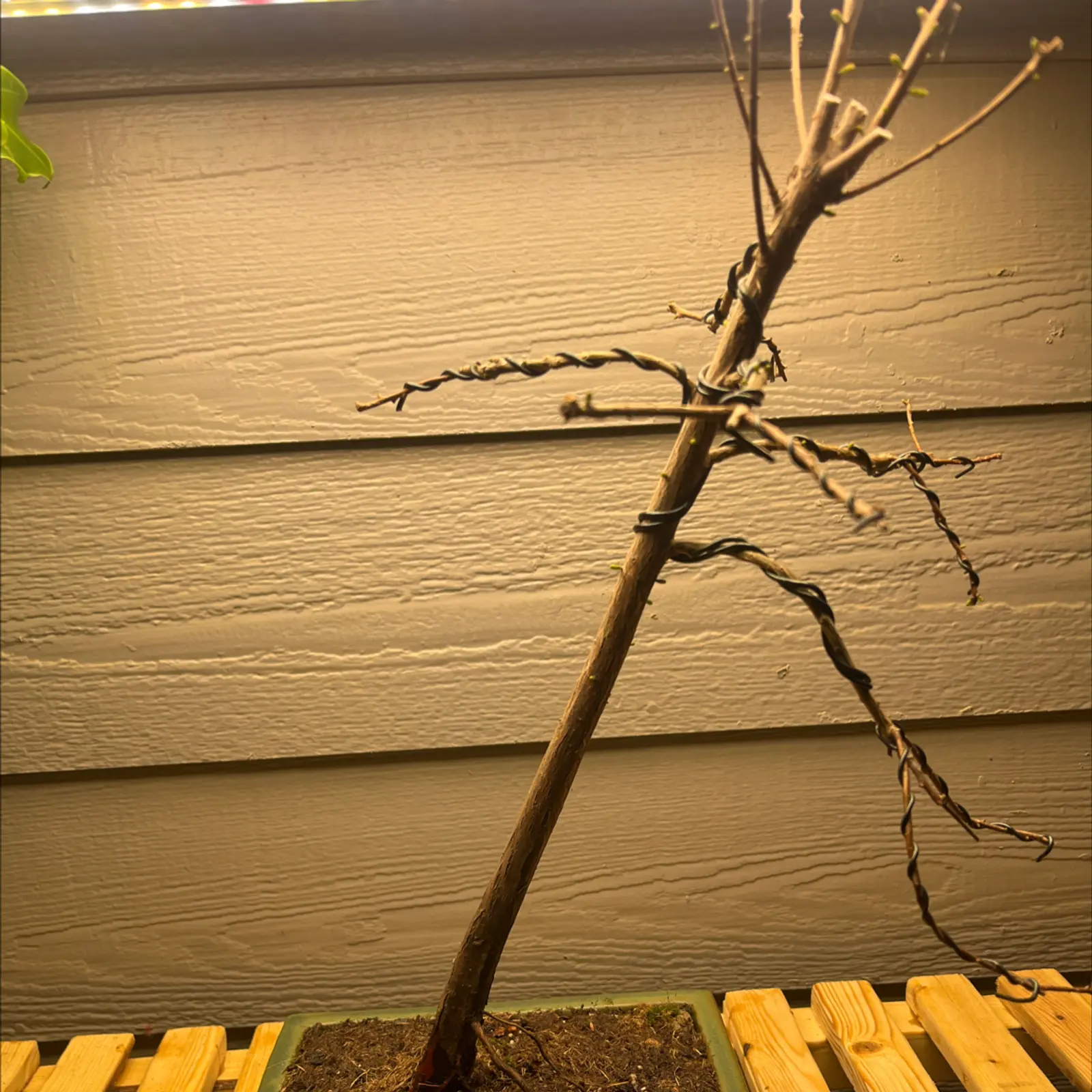 Bald Cypress plant indoors under artificial lighting with bare branches and visible soil.