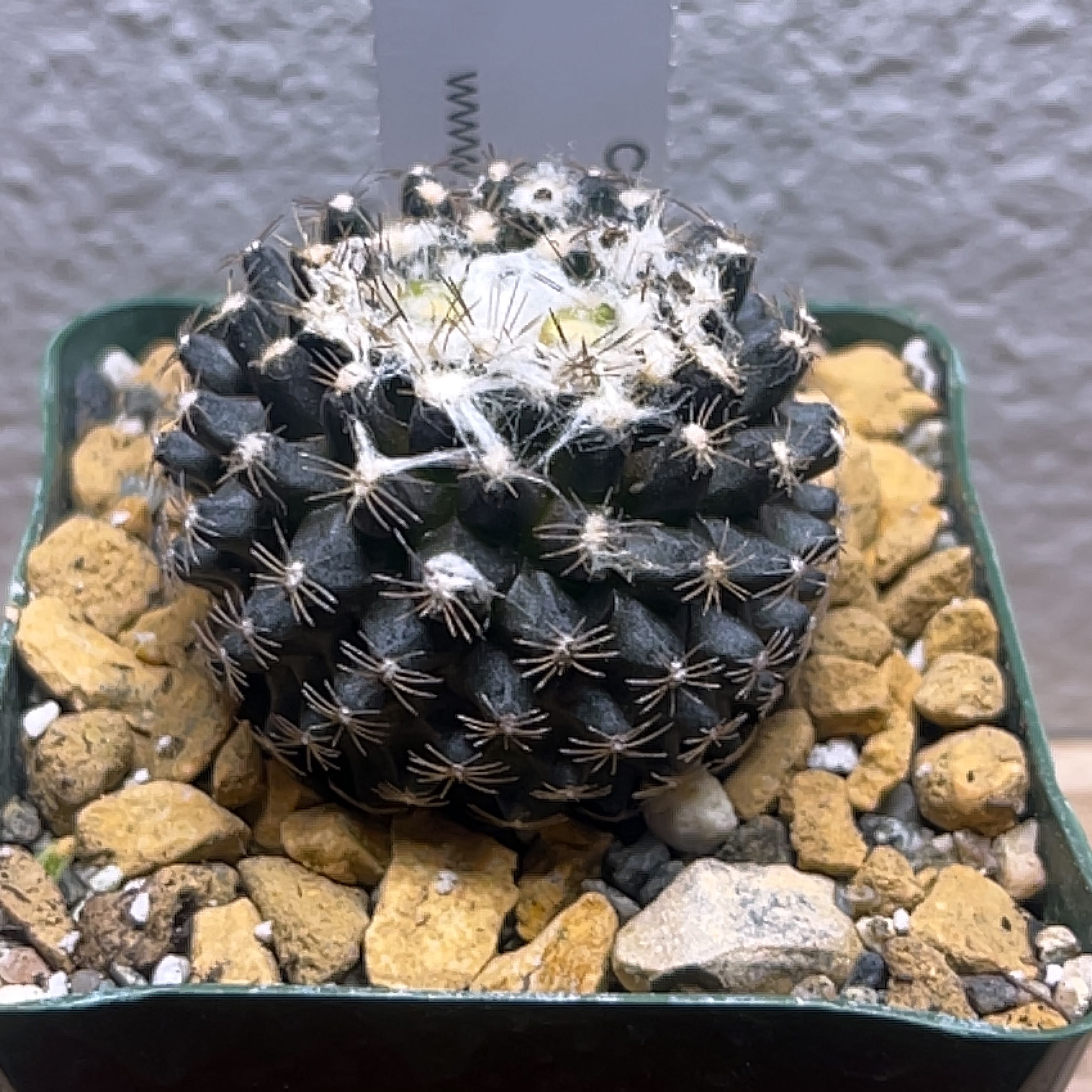 Photo of the plant species Copiapoa humilis 'Tenuissima' by @TakechargeBlue named Batman on Greg, the plant care app