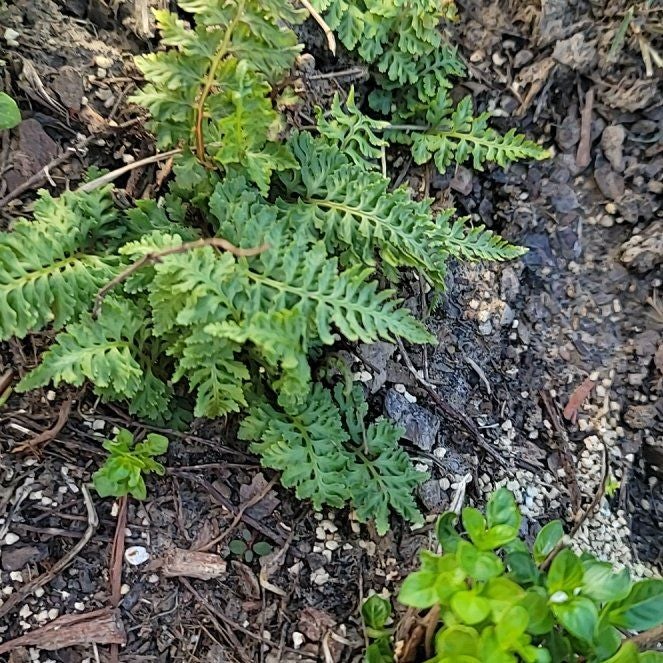 Plant care for Cliff Brake on Greg, the plant care app