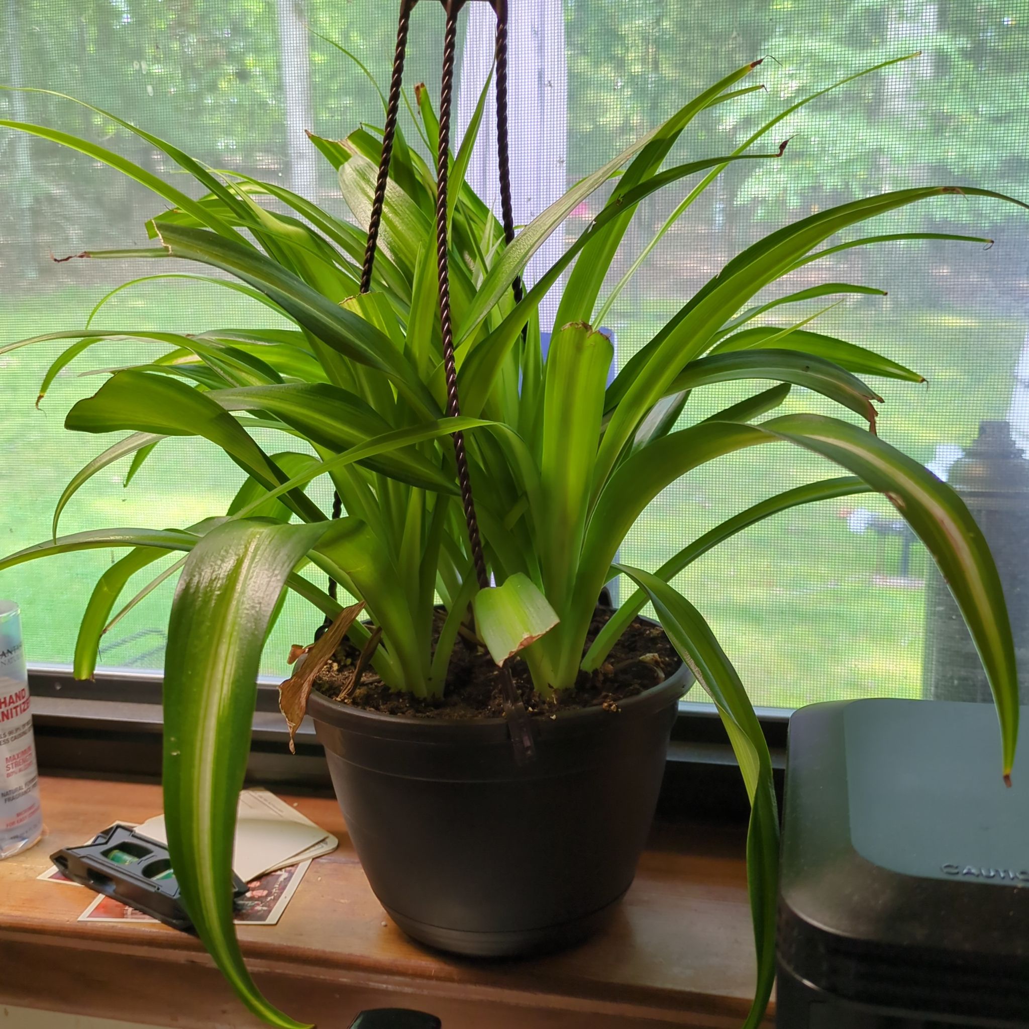 Potted Hawaiian Spider Plant with long green leaves near a window.