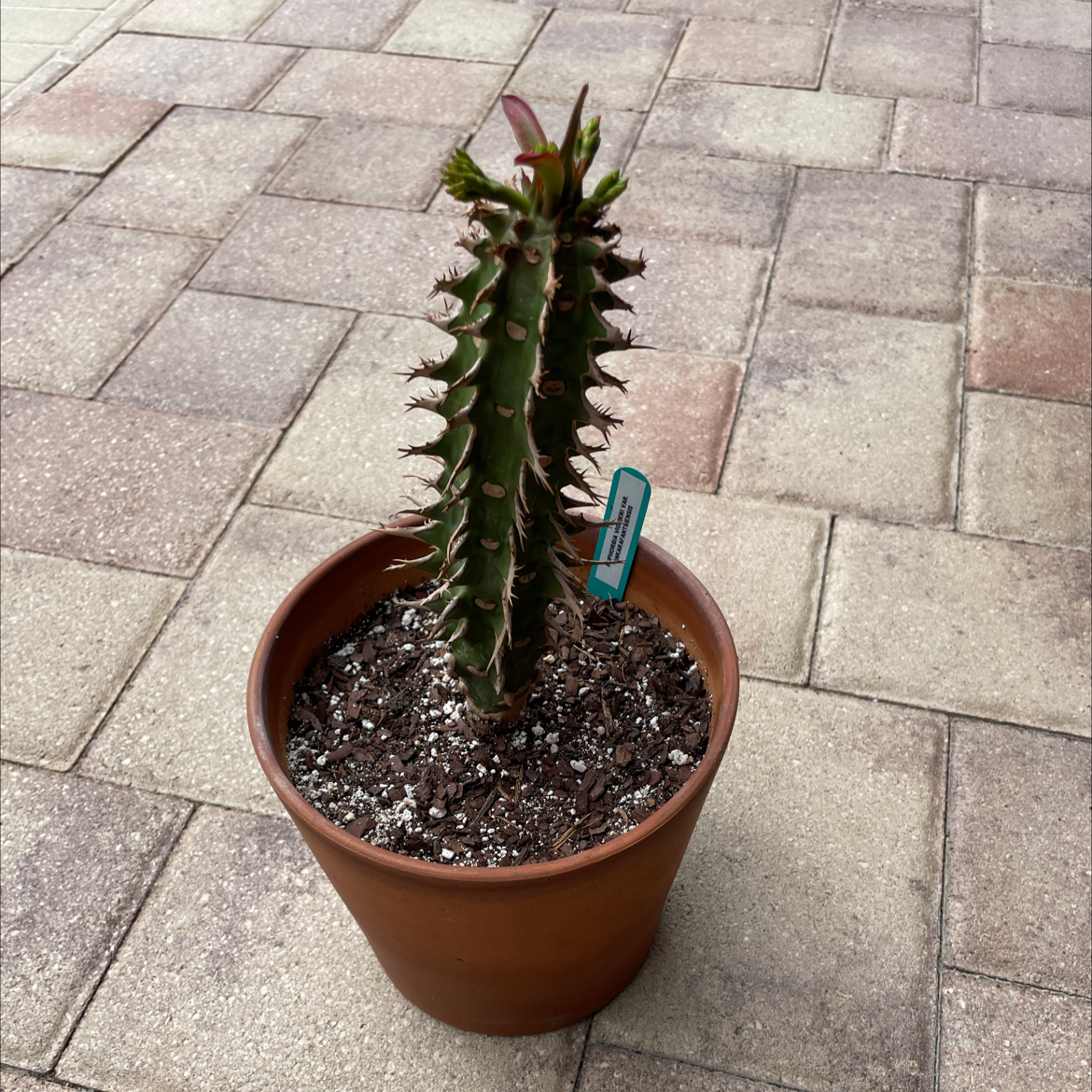 Photo of the plant species Euphorbia viguieri var. ankarafantsiensis by @UnafraidOmnom named Leaf Erickson on Greg, the plant care app