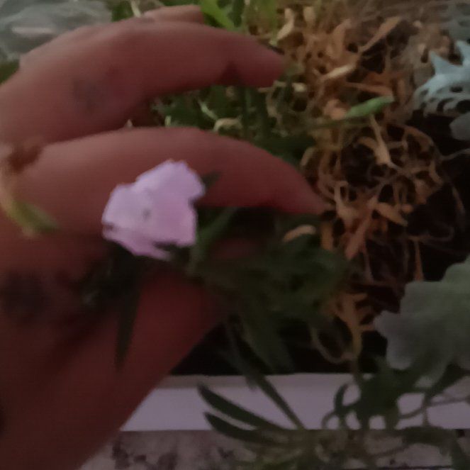 Photo of the plant species Fivespot by @itswhatever021 named Einstein on Greg, the plant care app