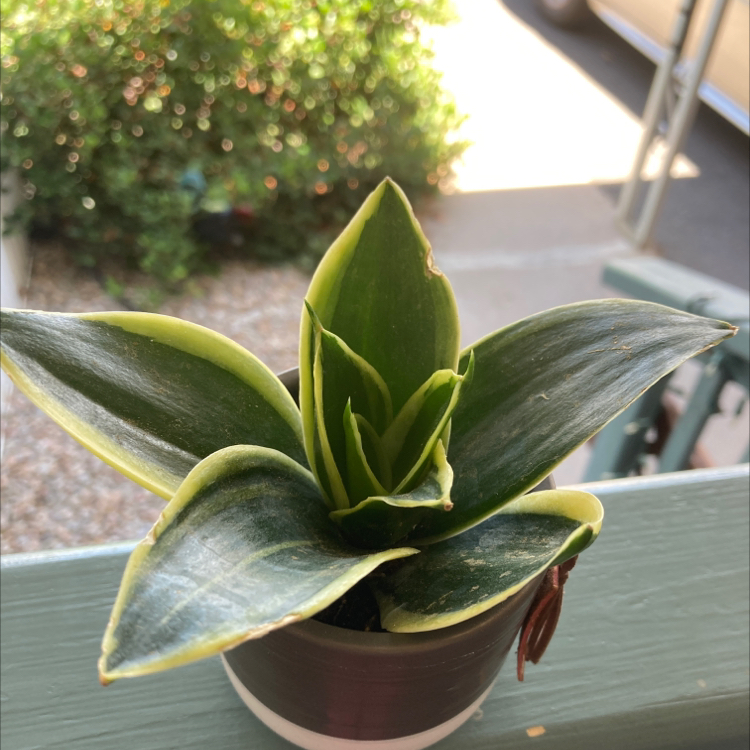 Black Star Snake Plant in a small pot with vibrant green leaves and some yellow edges.