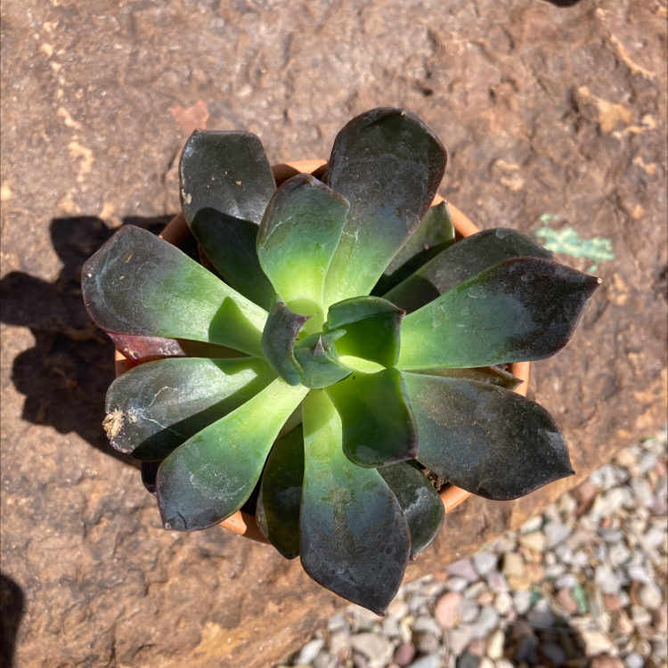 Echeveria 'Dark Moon' succulent with dark green to black leaves in a pot.
