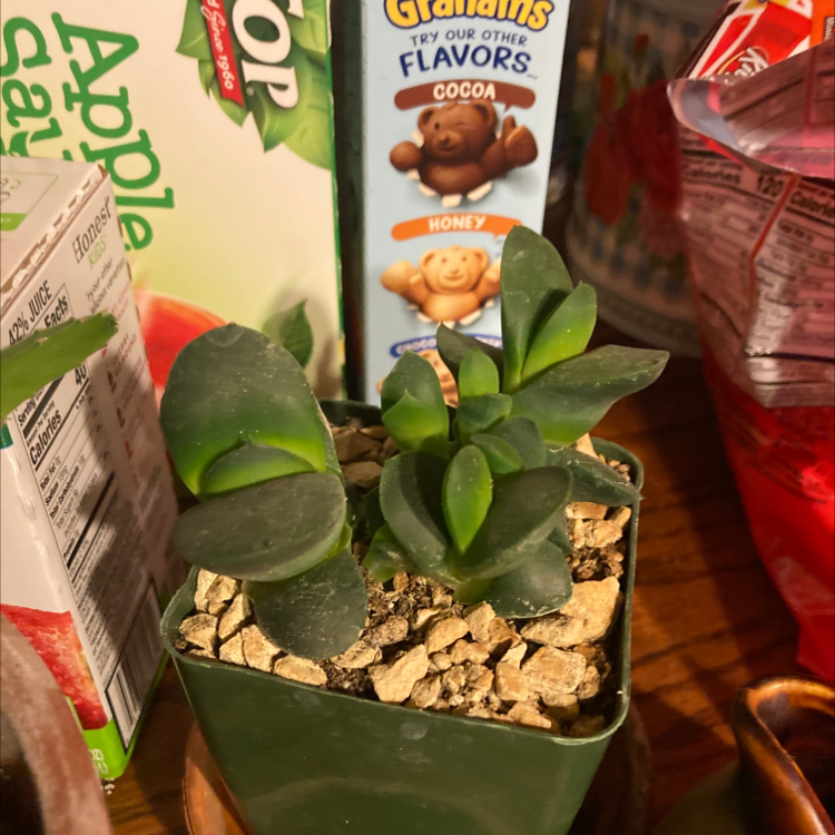 Photo of the plant species Flat-leaf Gasteria by @ForrealBaibua named Prince on Greg, the plant care app