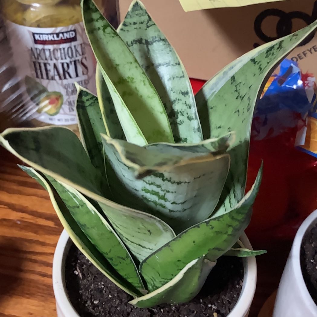 Sansevieria Night Owl plant in a small pot with healthy green leaves.