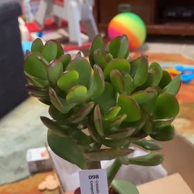 Photo of the plant species Jade by @ForrealBaibua named Keanu Leaves on Greg, the plant care app