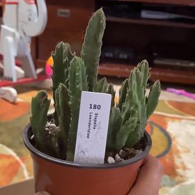 Photo of the plant species Carrion Flower by @ForrealBaibua named Einstein on Greg, the plant care app