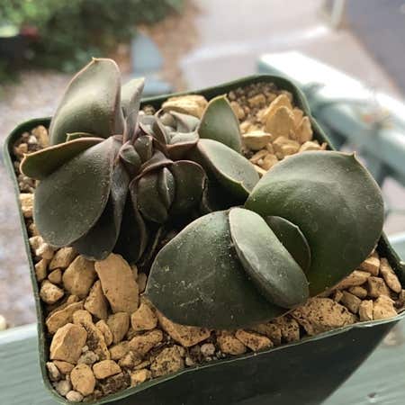 Photo of the plant species Flat-leaf Gasteria by @ForrealBaibua named Prince on Greg, the plant care app