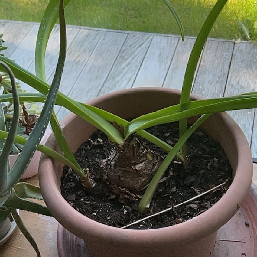 Photo of the plant species Amaryllis 'Denver' by @Borova named Harry on Greg, the plant care app