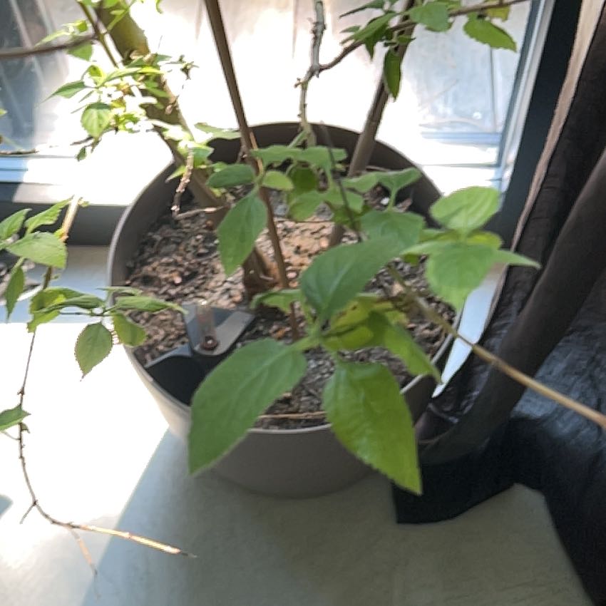 Photo of the plant species Irene Lantana by @Borova named Apollo on Greg, the plant care app