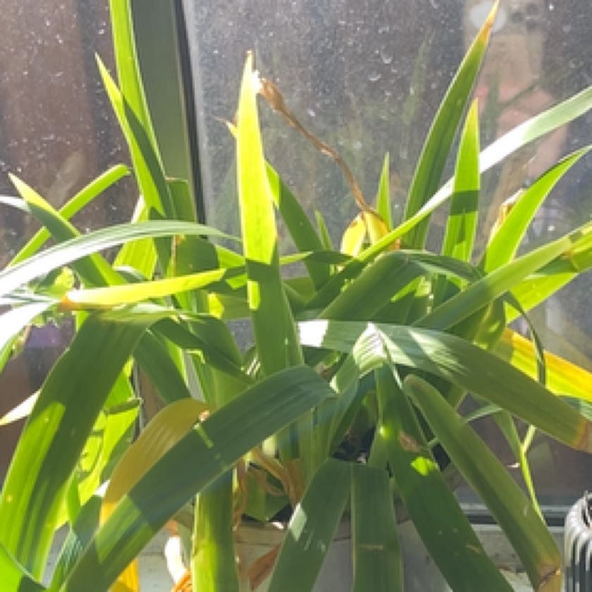 Photo of the plant species Blue Iris by @itsmiaa420 named ridgerick on Greg, the plant care app