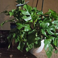 Mini Monstera plant