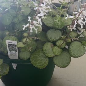 Photo of the plant species Plectranthus 'Emerald Lace' by @UltraOakleafivy named Naomi on Greg, the plant care app