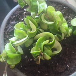 Hoya carnosa 'Compacta' plant