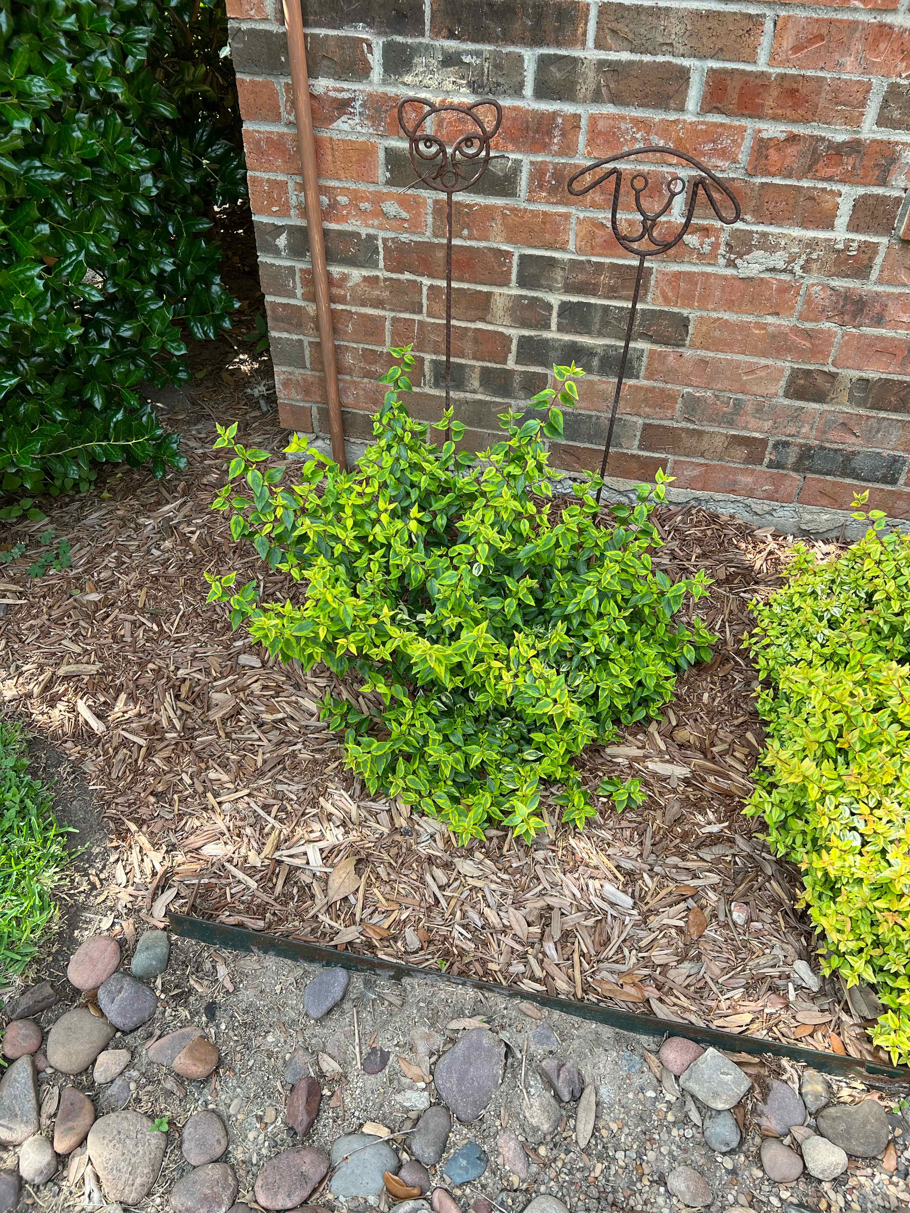 Photo of the plant species Glossy Abelia by @LitheDeerberry named Leonardo on Greg, the plant care app