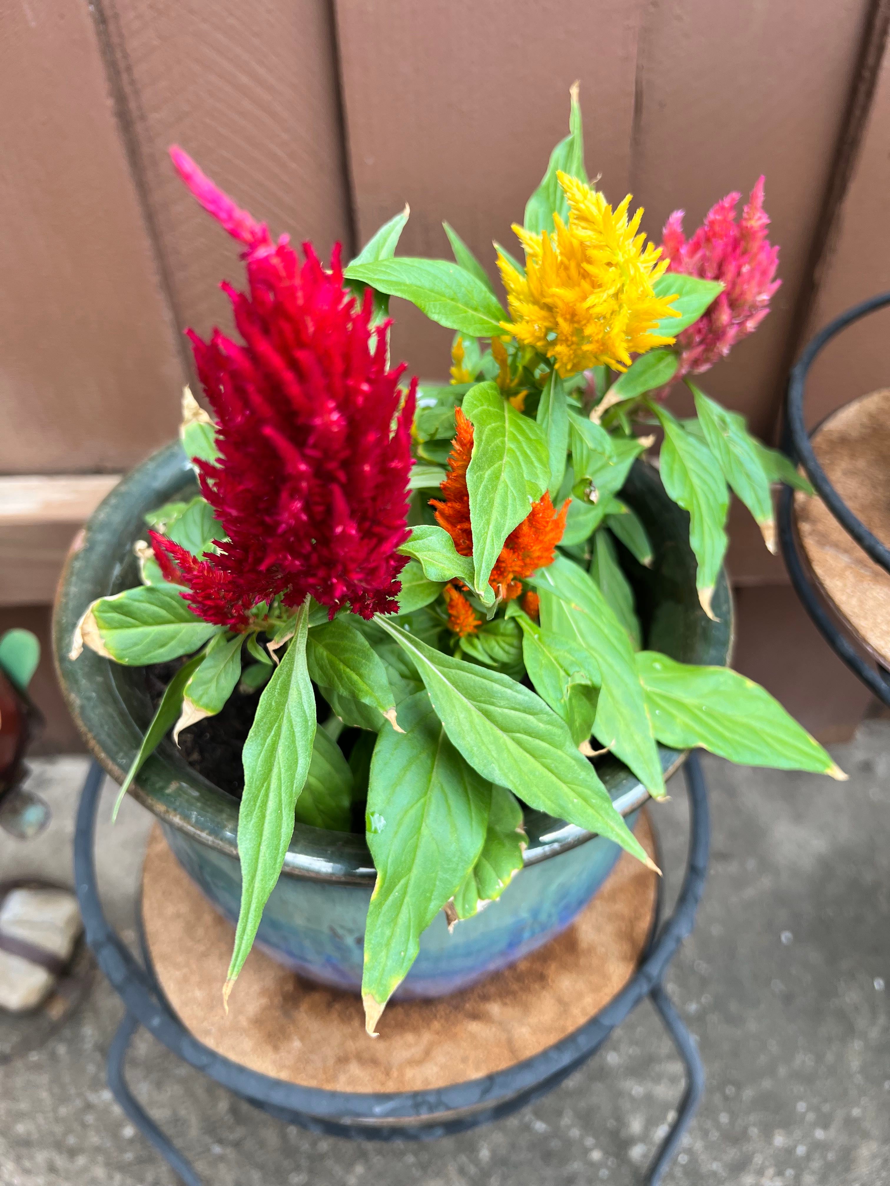 Dragon's Breath Celosia How Much Water & Light Does it Need to Thrive?