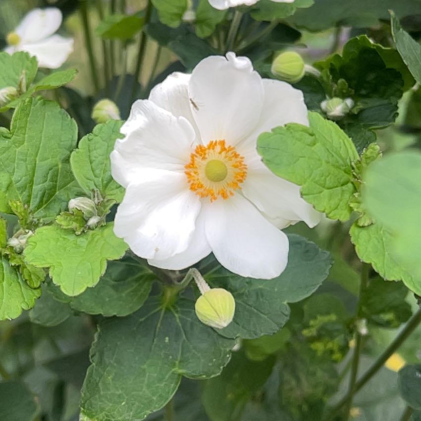 Photo of the plant species Eriocapitella hupehensis by @StarryPurei named Harmony on Greg, the plant care app