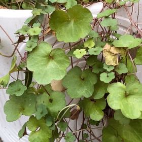 Photo of the plant species Kenilworth Ivy by @SwiftRedlog named Sanders on Greg, the plant care app
